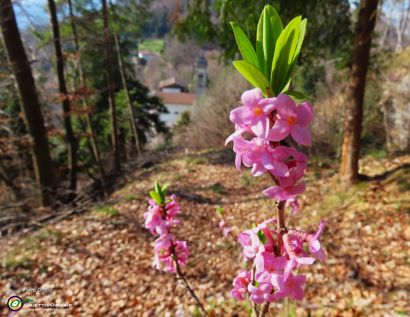 06 Sentieri fioriti - Daphne mezereum -Fior di stecco.JPG